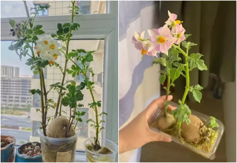 Biến "Rác" Thức Ăn Thành Vườn Cây Xanh Mát: Mẹo Trồng Rau Củ Từ Đồ Bị Hỏng Cực Độc Đáo